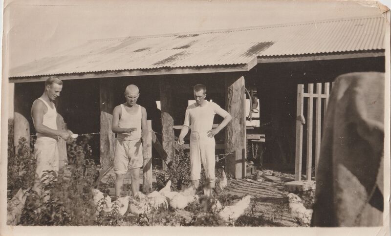 Tiedosto:Wäinö Sanfred Nisula- Tallin edessä kanoja ruokkimassa - 'Friti oli ensimmäistä pyhää täällä silloin'.jpg